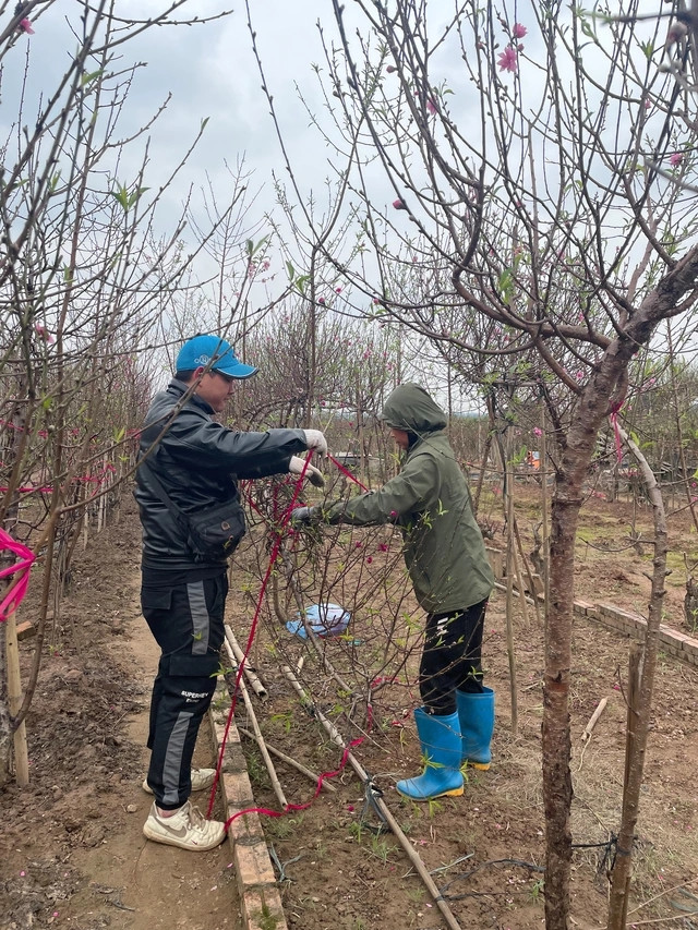 Gần Tết Giáp Thìn 2024, vườn đào Nhật Tân lúc nào cũng đông vui, nhộn nhịp. Ảnh: VTV