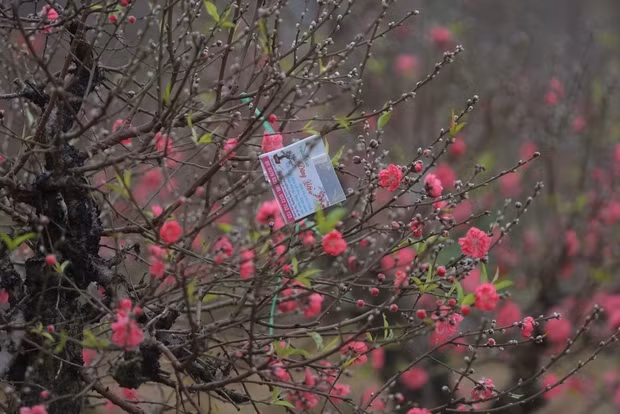 Hiện tại, khách mua chưa đông lắm nhưng khoảng 25 tháng chạp đến Tết khách mua đào liên tục, các chủ vườn còn làm xuyên đêm. Ảnh: PhunuVietnam