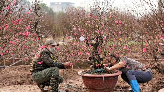 Các nhà vườn đều tất bật chuyển đào theo khách yêu cầu. Ảnh: Phunumoi
