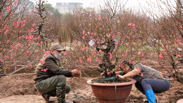 Các nhà vườn đều tất bật chuyển đào theo khách yêu cầu. Ảnh: Phunumoi