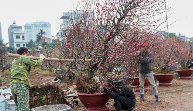 Những cây đào to, cổ thụ chủ yếu dành cho các công ty, tòa nhà thuê trưng tới rằm tháng Giêng. Ảnh: Phunumoi