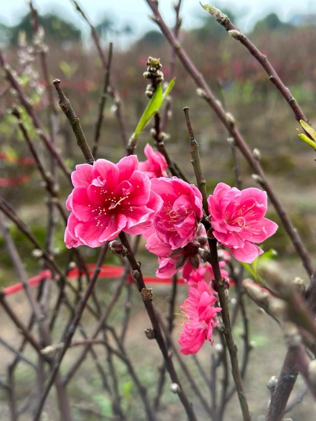 Đào Nhật Tân nổi tiếng với những cánh hoa to, đẹp, sẫm màu và dày cánh. Ảnh: VTV