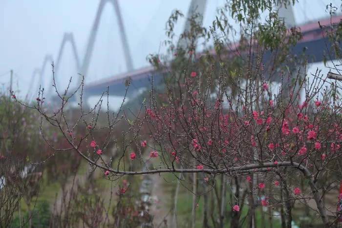 Vì thế, Nhật Tân luôn là một trong những làng hoa Tết ở Hà Nội được nhiều người yêu thích. Ảnh: PhunuVietNam