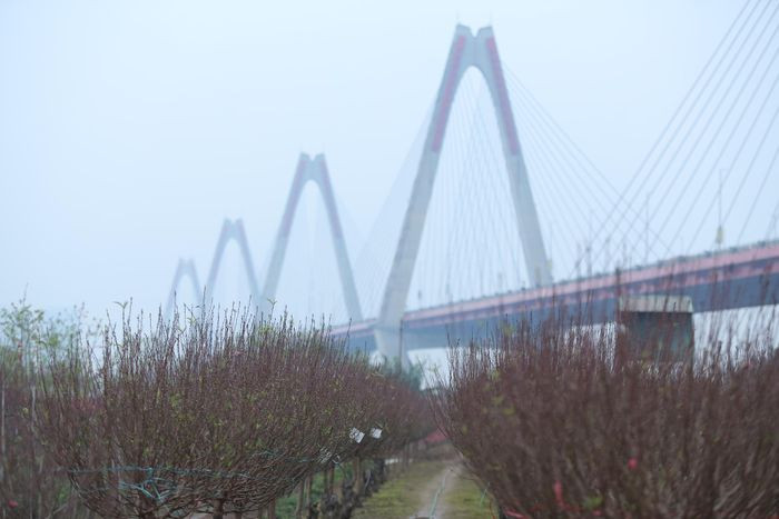 Diện tích trồng đào Nhật Tân khoảng 57ha, trong làng có khoảng 700 hộ dân với hơn 1.200 xã viên gắn bó với nghề trồng đào. Ảnh: PhunuVietnam