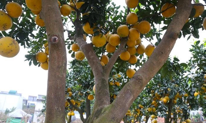 Gốc bưởi có 3 nhánh, tượng trưng cho 3 ông Phúc - Lộc - Thọ, mang lại may mắn, tài lộc, sức khỏe cho gia chủ. Ảnh: Tiền phong