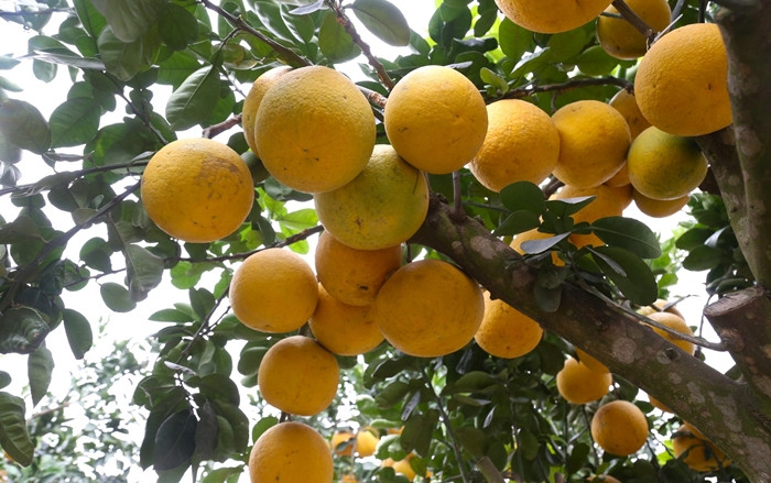 Quả sai trĩu cành, vàng ươm. Ảnh: Tiền phong