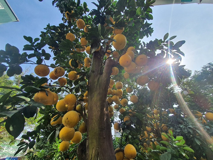 Gốc bưởi khoảng gần 50 tuổi, thân cao khoảng 4 mét và có gần 100 quả. Ảnh: Người đưa tin