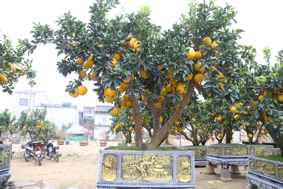 Đáng chú ý nhất là cây bưởi Diễn thế Tam Đa, cao hơn 4m, giá bán tới 80 triệu đồng. Ảnh: Tiền phong