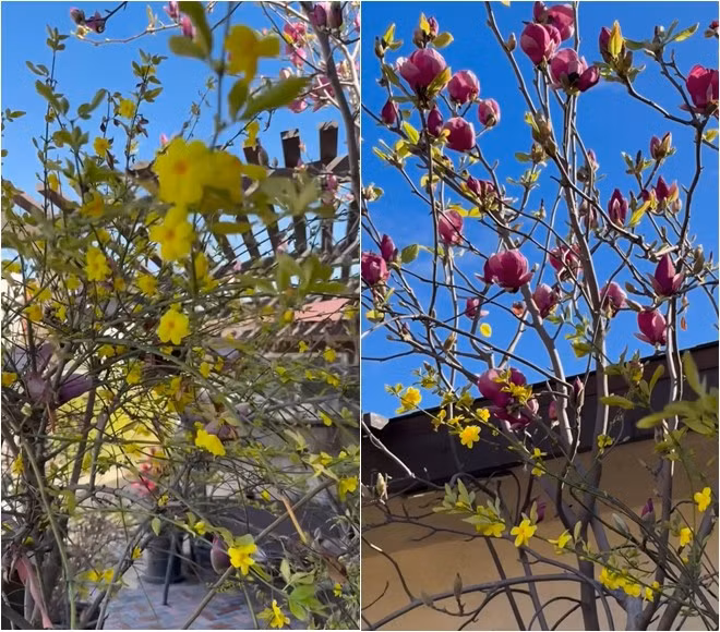 Mùa xuân đến, khu vườn lại rực rỡ đủ sắc màu. Ảnh: FBNV