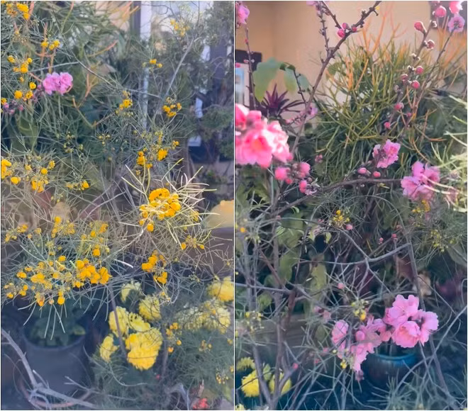 Khu vườn nhà Bằng Kiều còn luôn ngập tràn sắc hoa. Ảnh: FBNV