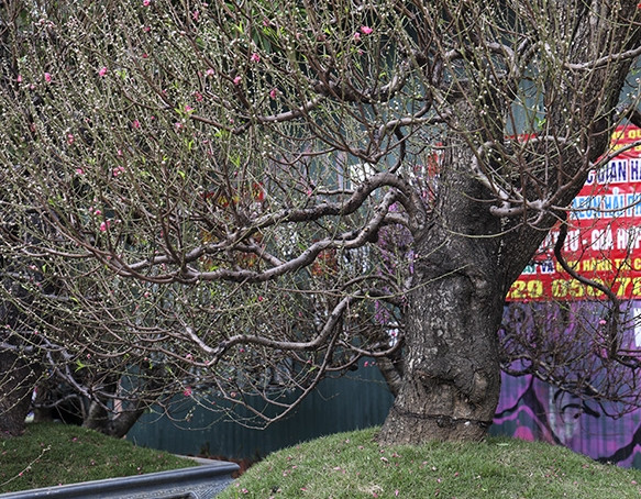 Gốc đào cổ thụ đang được rao bán với giá 250 triệu đồng. Ảnh: Báo tin tức