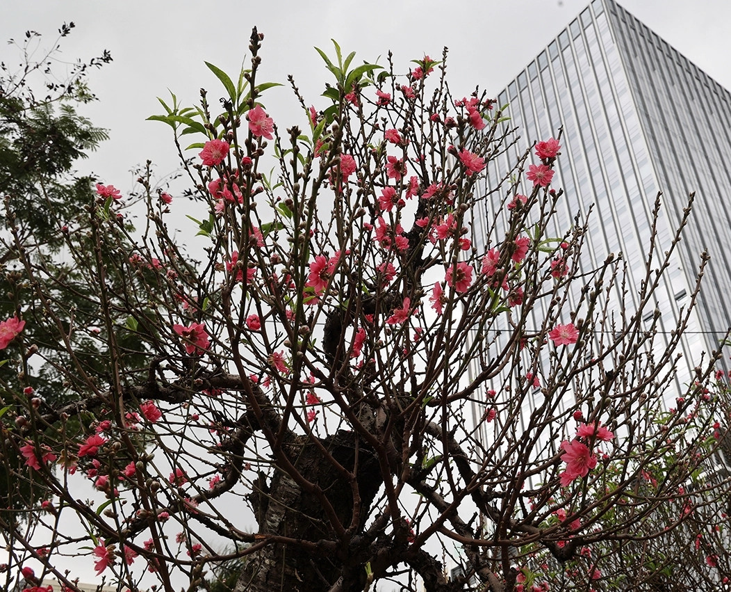 Đào thế thường được uốn nắn từ gốc đào bích nguyên thủy, không lai tạo. Do đó, người trồng có thể dễ dàng điều khiển thời gian ra hoa. Ảnh: Suckhoedoisong