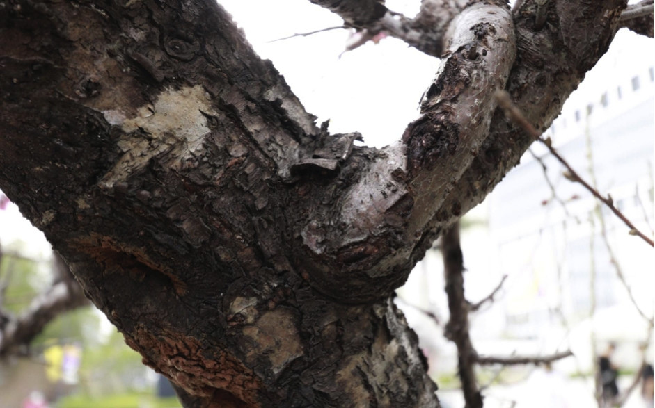 Một cây đào cổ thụ được đánh giá đẹp phải dựa vào nhiều yếu tố như tuổi đời của cây, thân cây xù xì, nhiều hoa kép, màu hoa đậm và cánh hoa bền. Ảnh: Công luận