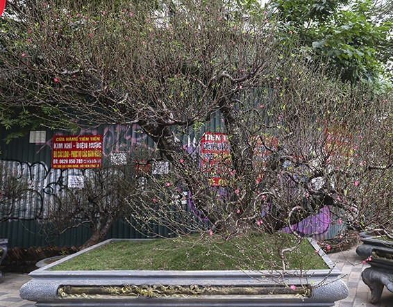 Những gốc đào thế "khủng", thân xù xì có giá dao động từ 10 - 30 triệu đồng, thậm chí có cây được định giá hơn 250 triệu đồng. Ảnh: Báo tin tức