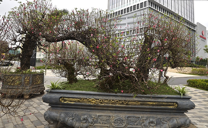 Cây đào càng có tuổi thọ cao thì càng giá trị. Ảnh: Báo tin tức