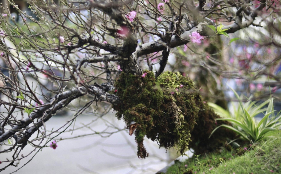 Không những vậy, chủ vườn còn thêm tiểu cảnh đi kèm để tạo điểm nhấn cho cây. Ảnh: Công luận