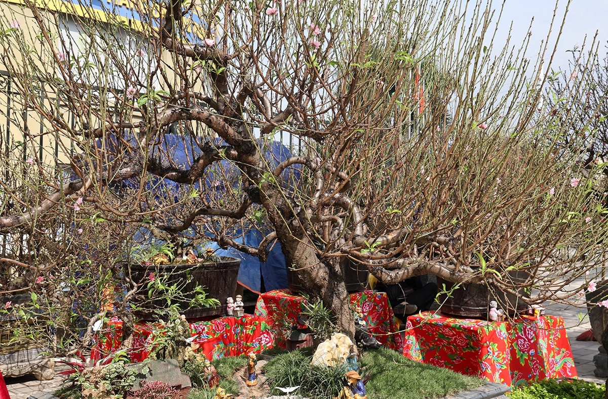 Dù thân xù xì nhưng hoa của những gốc đào cổ thụ này cánh dày, màu sắc rực rỡ, nhiều cành lộc non. Ảnh: Suckhoedoisong