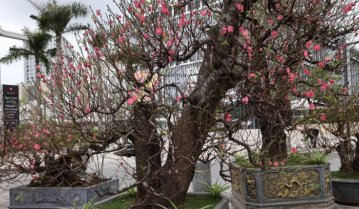 Theo các chủ vườn, những gốc đào thế "khủng" chủ yếu được cho thuê. Giá thuê đào cổ thụ tùy thuộc vào dáng, thế, độ tuổi... dao động từ 30 - 100 triệu đồng. Ảnh: Suckhoedoisong