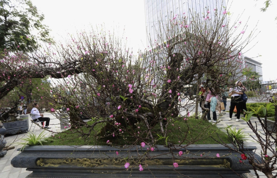 Chỉ còn hơn 2 tuần nữa là đến Tết Nguyên đán Giáp Thìn 2024, những ngày này dọc con đường Lạc Long Quân, Võ Chí Công (quận Tây Hồ, Hà Nội) xuất hiện nhiều gốc đào cổ thụ. Ảnh: Công luận