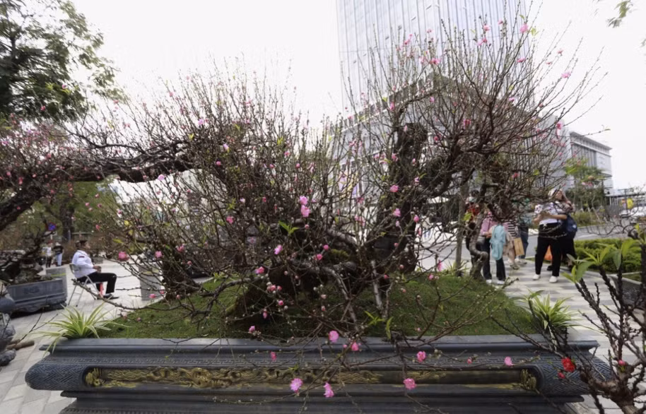 Chỉ còn hơn 2 tuần nữa là đến Tết Nguyên đán Giáp Thìn 2024, những ngày này dọc con đường Lạc Long Quân, Võ Chí Công (quận Tây Hồ, Hà Nội) xuất hiện nhiều gốc đào cổ thụ. Ảnh: Công luận