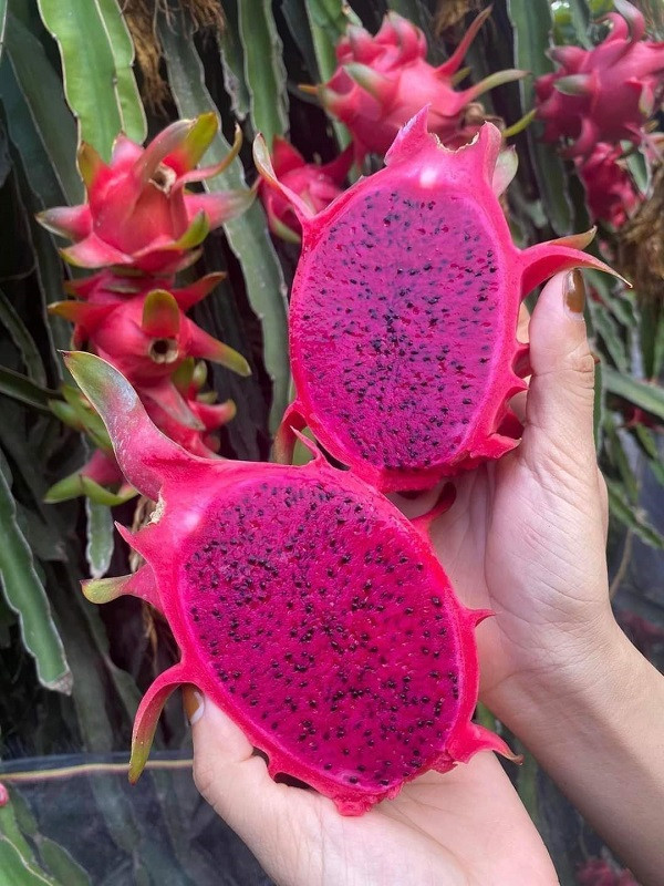 Thanh long ruot do tang gia