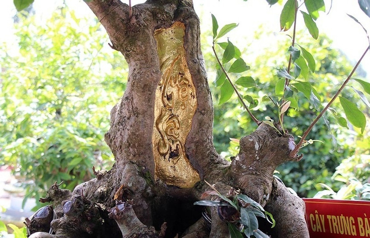 Thậm chí, nhiều đại gia còn dát vàng lên cây cảnh. Cây mai vàng cổ trăm tuổi “Tuệ - Sâm” được dát 9 chỉ vàng SJC của anh Vũ Đức Đông (ngụ tại TP. Sa Đéc, Đồng Tháp) từng gây xôn xao dư luận. Ảnh: Vietnamnet.