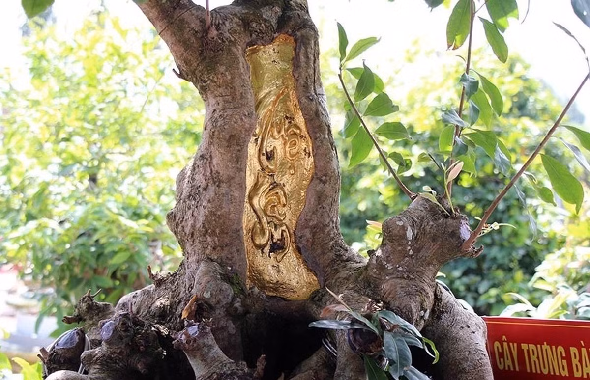 Thậm chí, nhiều đại gia còn dát vàng lên cây cảnh. Cây mai vàng cổ trăm tuổi “Tuệ - Sâm” được dát 9 chỉ vàng SJC của anh Vũ Đức Đông (ngụ tại TP. Sa Đéc, Đồng Tháp) từng gây xôn xao dư luận. Ảnh: Vietnamnet.