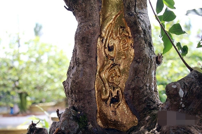 Một số người ngỏ ý trả giá 1,8 tỷ đồng để sở hữu cây mai vàng "Tuệ - Sâm" nhưng anh Đông không bán. Ảnh: Vietnamnet.