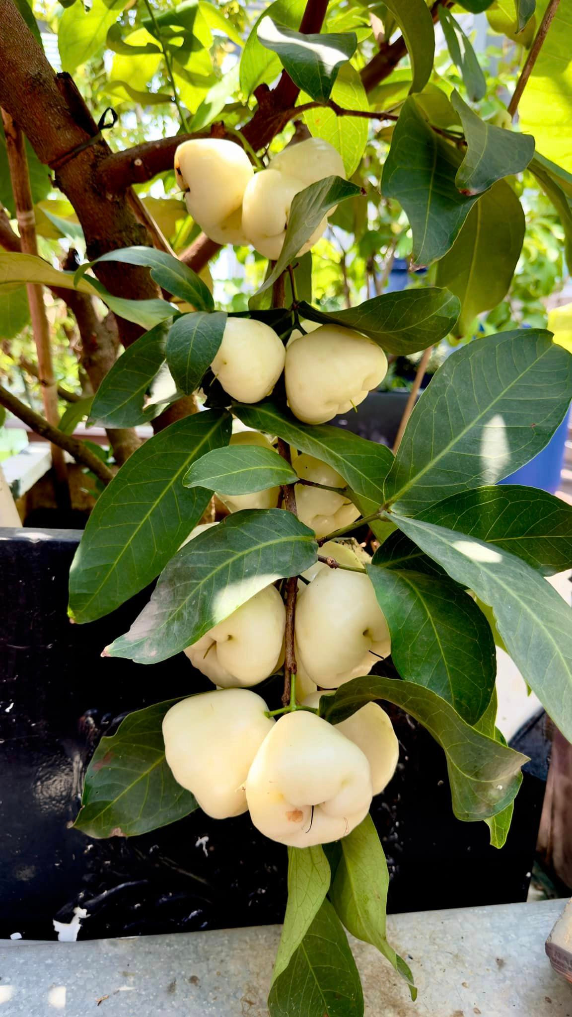 Một chùm mận có tới hơn 20 trái.