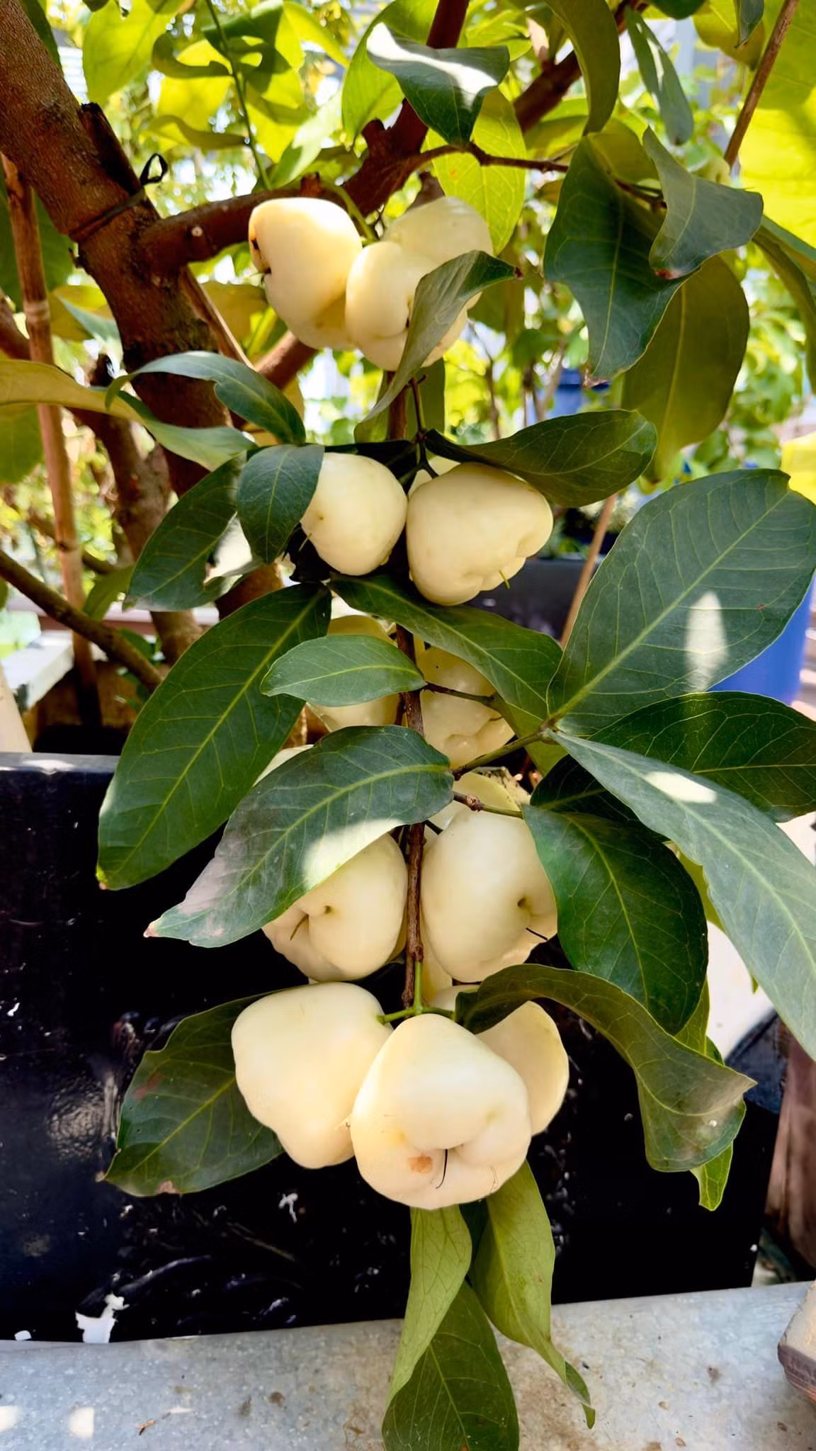 Một chùm mận có tới hơn 20 trái.