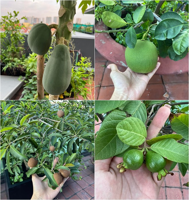 Đủ các loại quả trong vườn nhà Diệp Bảo Ngọc.