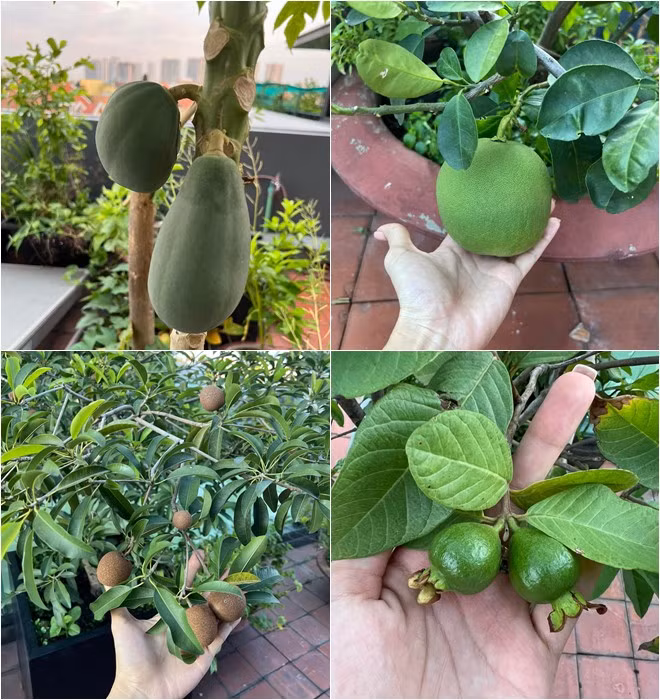 Đủ các loại quả trong vườn nhà Diệp Bảo Ngọc.