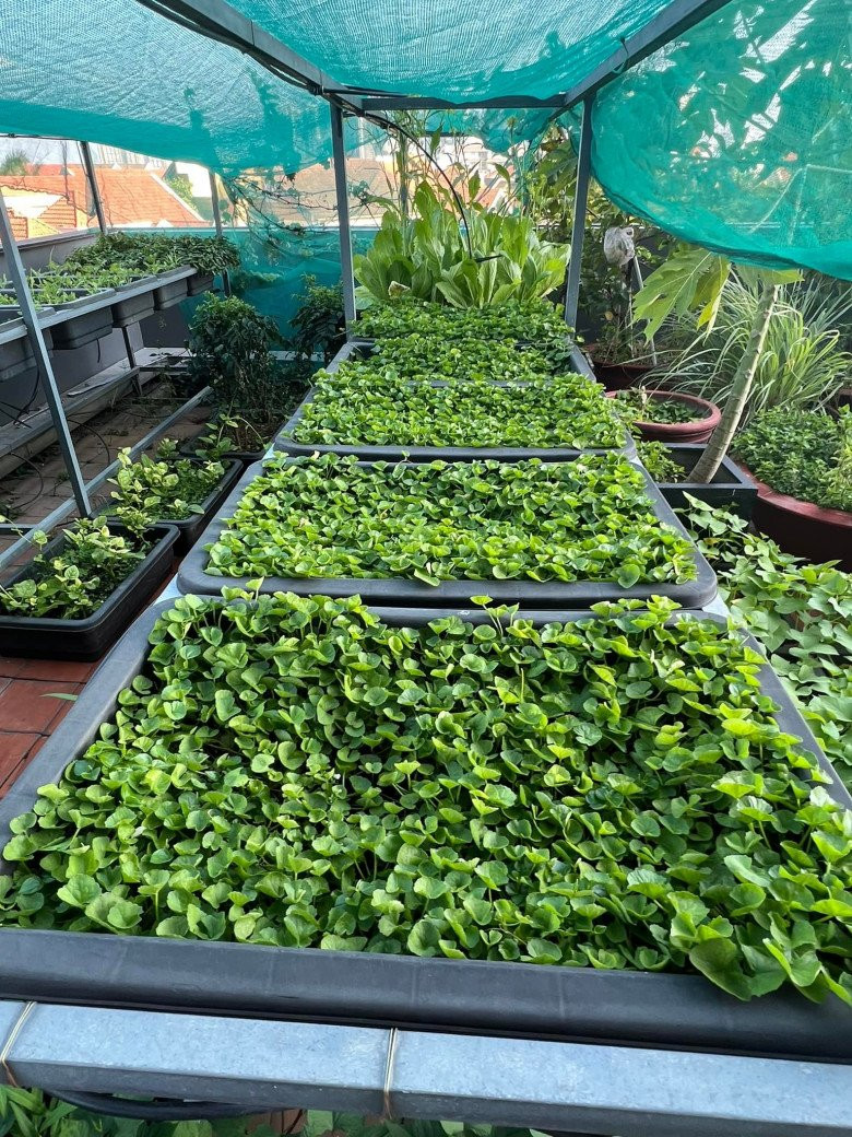 Rau xanh được trồng trong từng khay ngay ngắn.