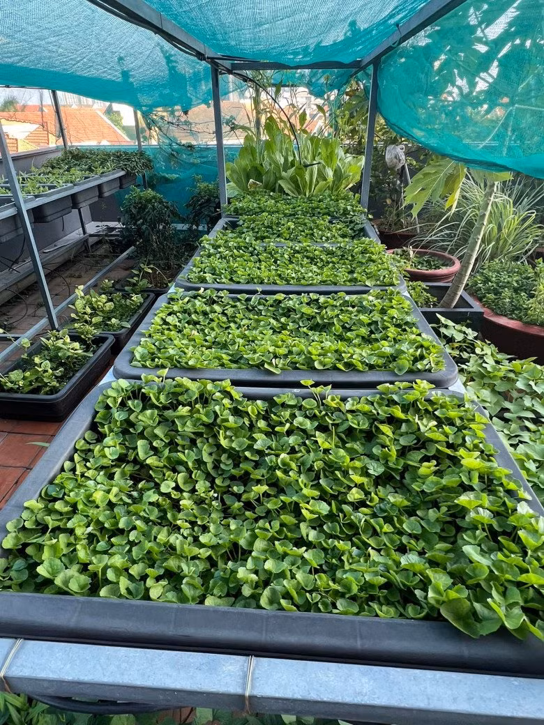 Rau xanh được trồng trong từng khay ngay ngắn.