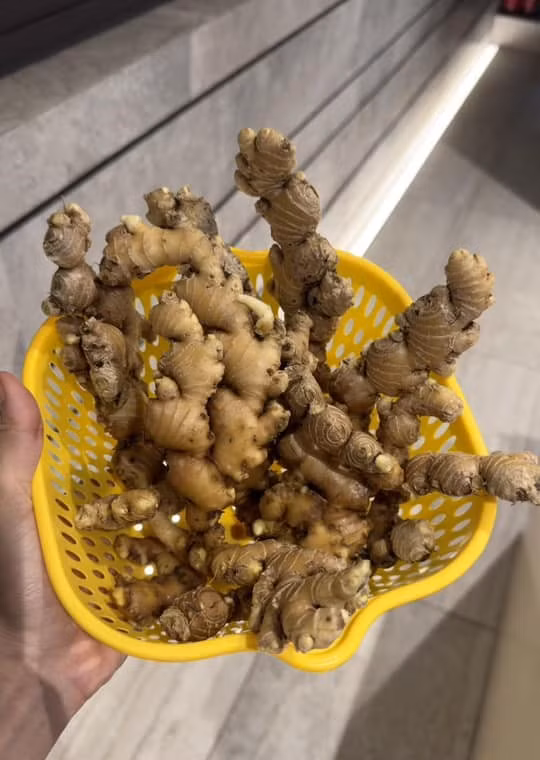 Nữ diễn viên "Lật mặt" thu hoạch được khá nhiều gừng.