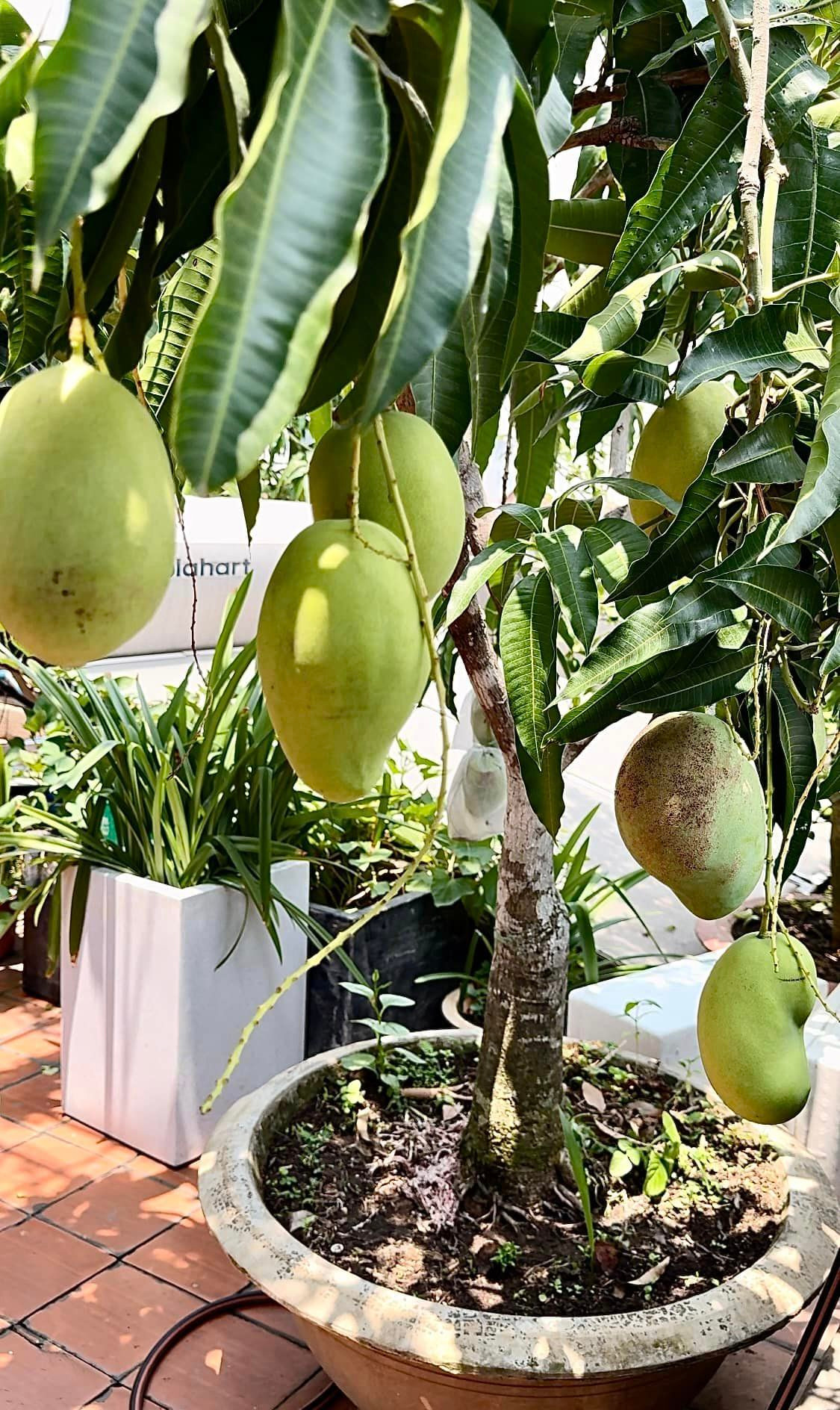 Cây xoài trong chậu còn nhỏ nhưng đã cho trái to.