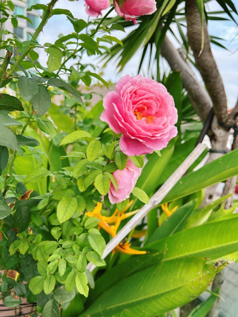 Ngoài ra, nữ diễn viên trồng hoa hồng. Nguồn ảnh: FBNV