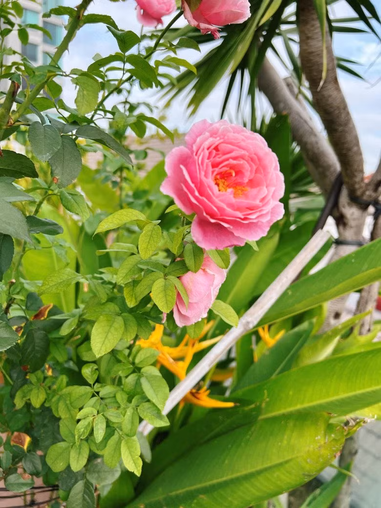 Ngoài ra, nữ diễn viên trồng hoa hồng. Nguồn ảnh: FBNV