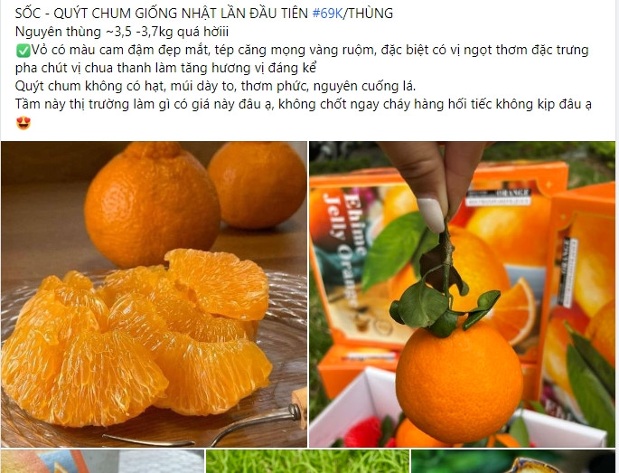 Tuy nhiên thời gian gần đây, quýt chum giống Nhật được rao bán nhiều trên chợ mạng với giá chỉ vài chục nghìn đồng mỗi kg nhiều người bất ngờ. Ảnh: chụp màn hình