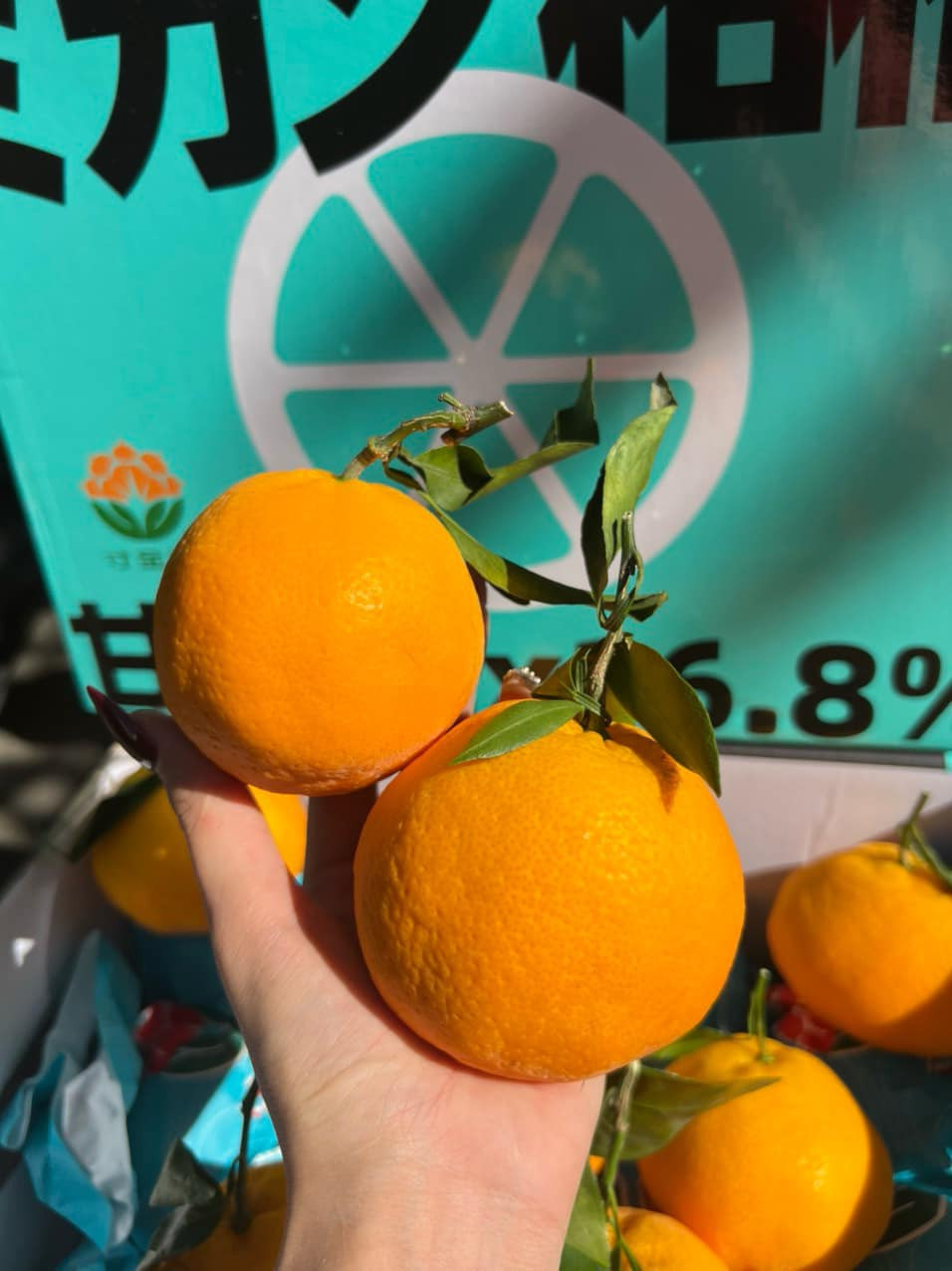 Quýt chum không có hạt, múi dày to, thơm phức và nhiều nước. Ảnh: Facebook