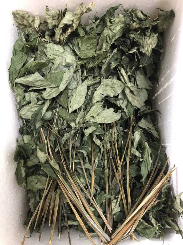  Lá sâm Ngọc Linh được xem là dược liệu chữa bệnh hiệu quả. Loại lá này được cho là có nhiểu công dụng với sức khỏe như bồi bổ cơ thể giúp kích thích hoạt động não bộ, tăng cường sinh lý, tái tạo hồng cầu... Ảnh: Vuonsamngoclinh