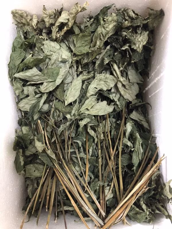  Lá sâm Ngọc Linh được xem là dược liệu chữa bệnh hiệu quả. Loại lá này được cho là có nhiểu công dụng với sức khỏe như bồi bổ cơ thể giúp kích thích hoạt động não bộ, tăng cường sinh lý, tái tạo hồng cầu... Ảnh: Vuonsamngoclinh