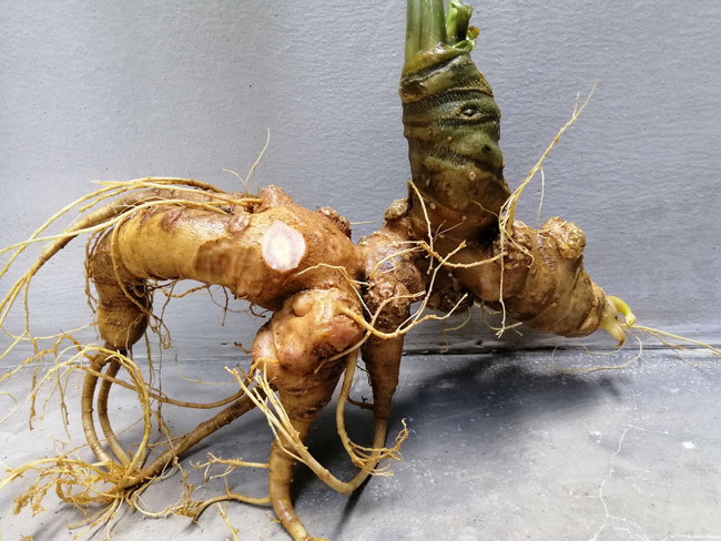 Trên thị trường hiện nay, củ sâm Ngọc Linh có giá dao động từ vài chục triệu đồng đến vài trăm triệu đồng/kg tùy loại. Thậm chí, có những củ độ tuổi cao giá tiền tỷ vẫn được nhiều người săn mua. Ảnh: Vietnamnet