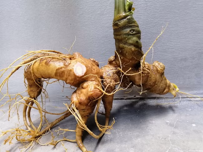 Trên thị trường hiện nay, củ sâm Ngọc Linh có giá dao động từ vài chục triệu đồng đến vài trăm triệu đồng/kg tùy loại. Thậm chí, có những củ độ tuổi cao giá tiền tỷ vẫn được nhiều người săn mua. Ảnh: Vietnamnet