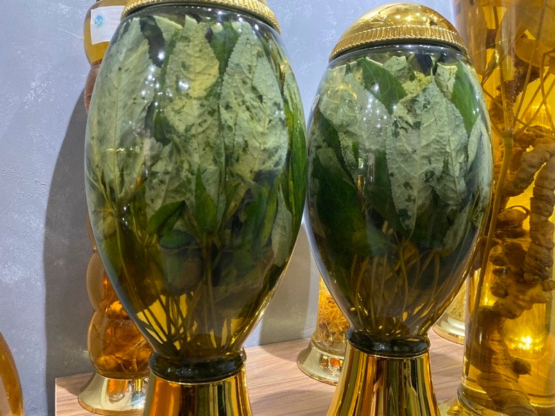 Lá sâm Ngọc Linh có thể sử dụng ngâm rượu hoặc hãm uống nước như trà. Ảnh: Samngoclinhtumorong