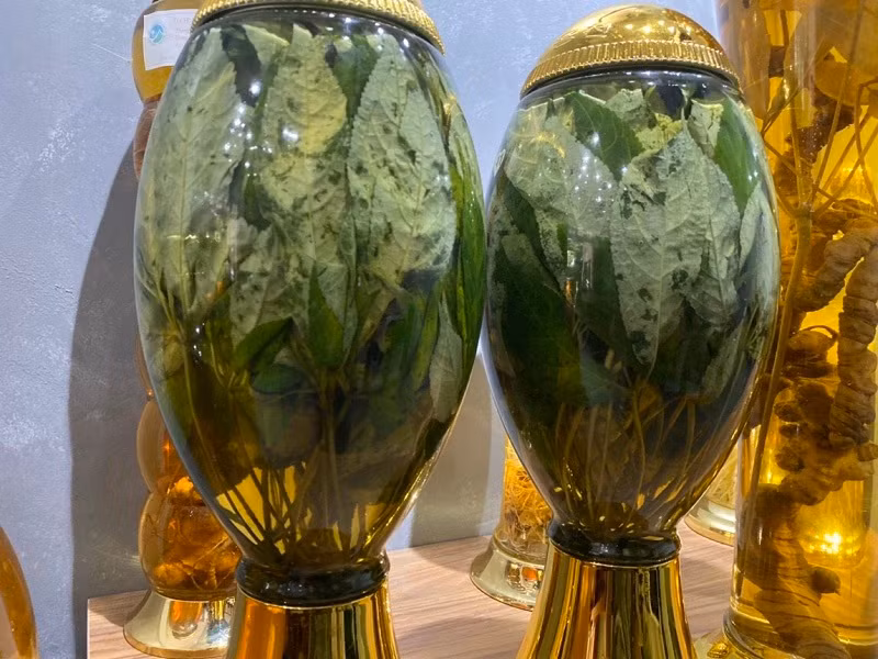 Lá sâm Ngọc Linh có thể sử dụng ngâm rượu hoặc hãm uống nước như trà. Ảnh: Samngoclinhtumorong