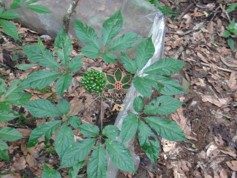 Để có được 1kg lá sâm Ngọc Linh khô, phải sử dụng khoảng 6 – 7 kg lá sâm tươi. Ảnh: Internet