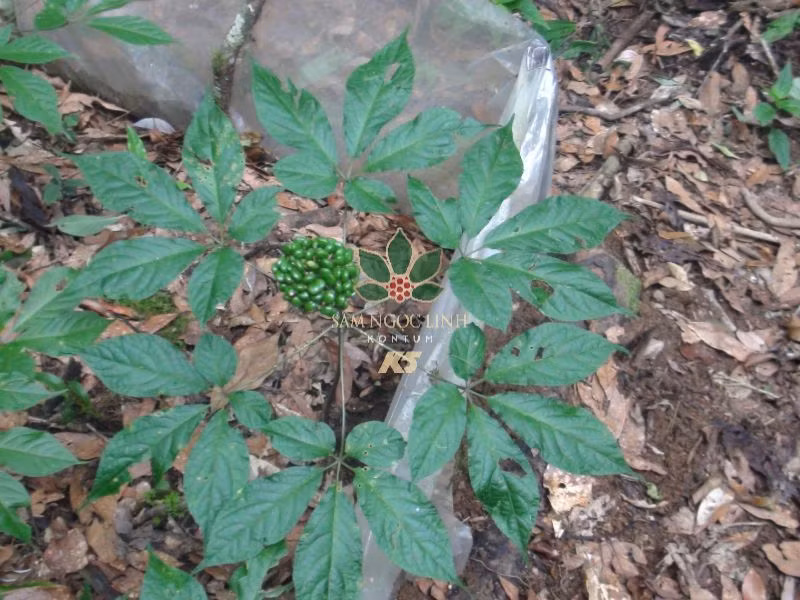 Để có được 1kg lá sâm Ngọc Linh khô, phải sử dụng khoảng 6 – 7 kg lá sâm tươi. Ảnh: Internet