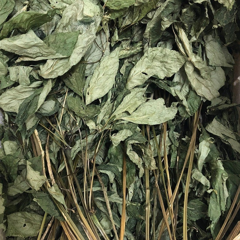 Lá sâm Ngọc Linh sau khi cắt về từ vườn tôi sẽ rửa sạch, rồi cắt phần thân lá thành khúc dài 5cm sau đó sấy khô. Ảnh: Internet