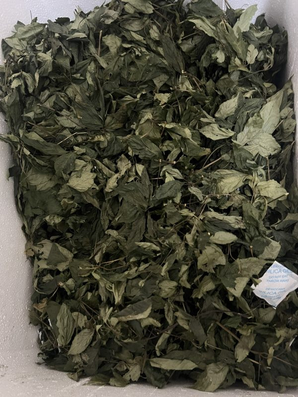 Vì vậy, lá sâm Ngọc Linh luôn có mức giá cao ngất ngưởng. Lá tươi có giá bán lẻ khoảng 8-10 triệu đồng/kg, tùy thời điểm. Trong khi đó, loại lá phơi khô có giá bán lên đến hàng trăm triệu đồng/cân. Đây được coi là loại lá có giá đắt nhất Việt Nam. Ảnh: Vuonsamngoclinh